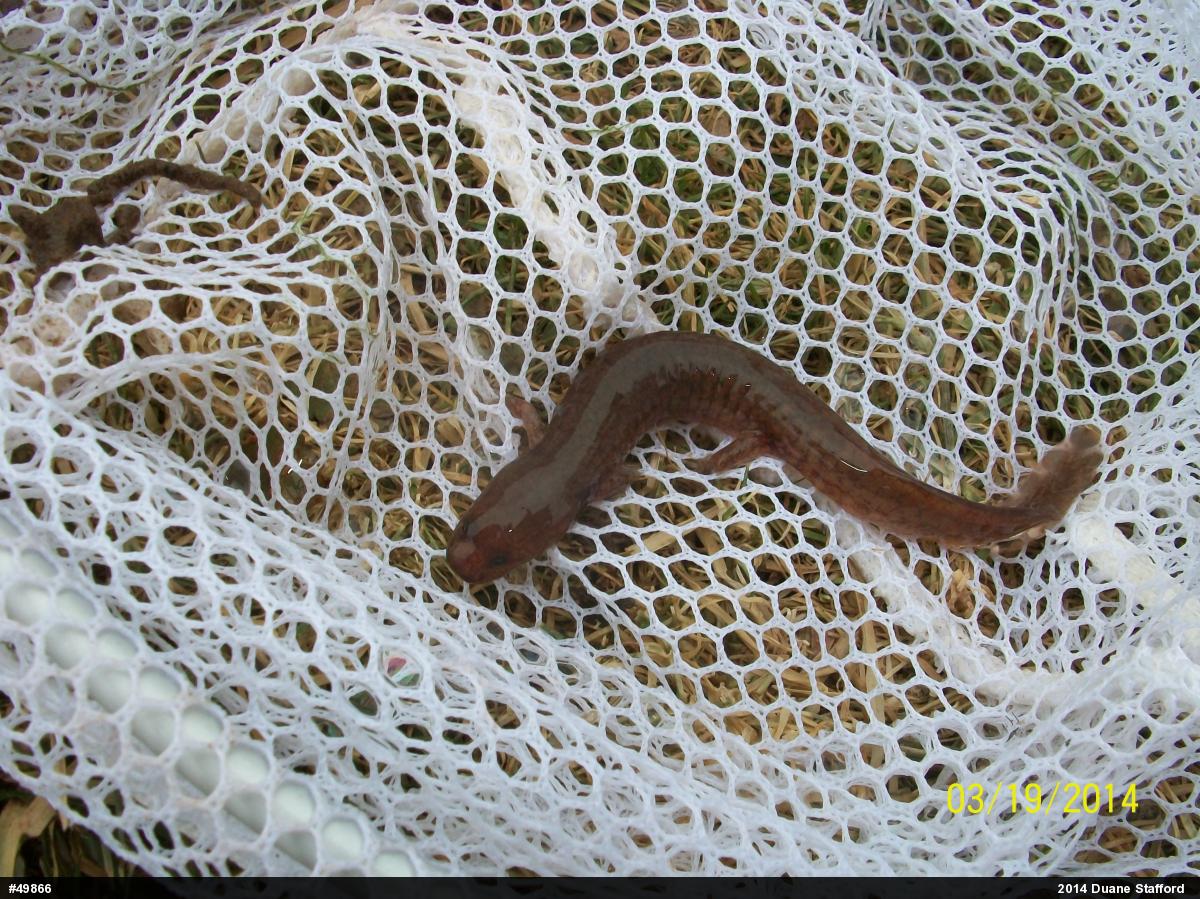 Northern Spring Salamander