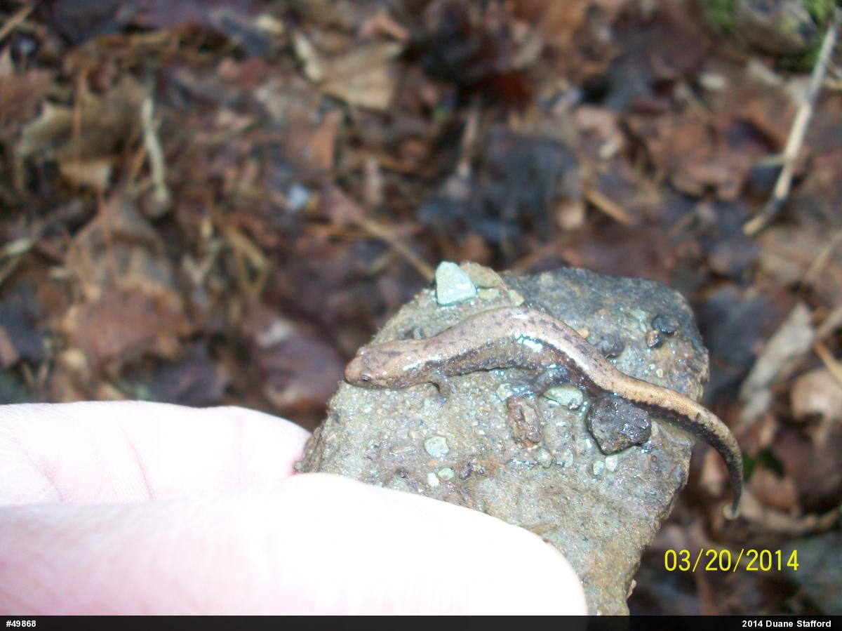 Allegheny Mountain Dusky Salamander