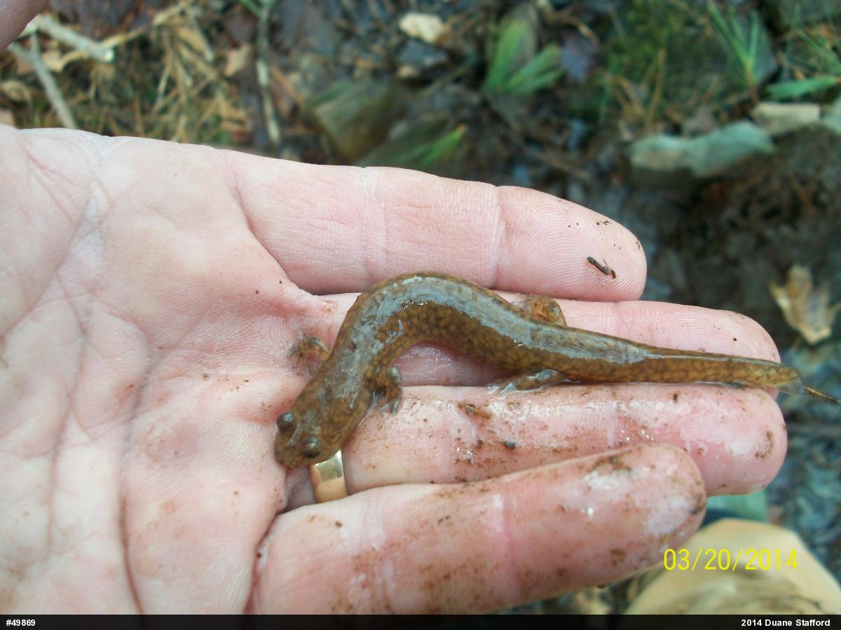 Northern Spring Salamander