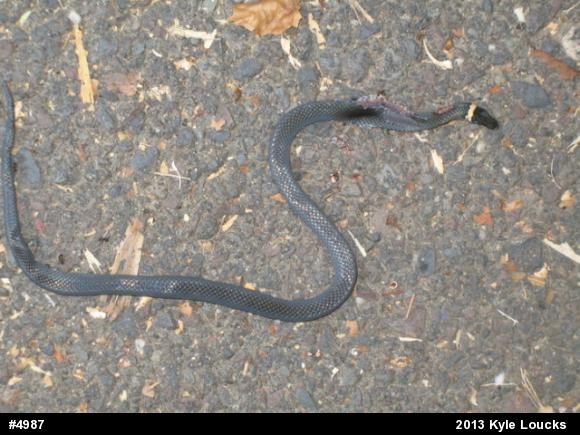 Northern Ring-necked Snake