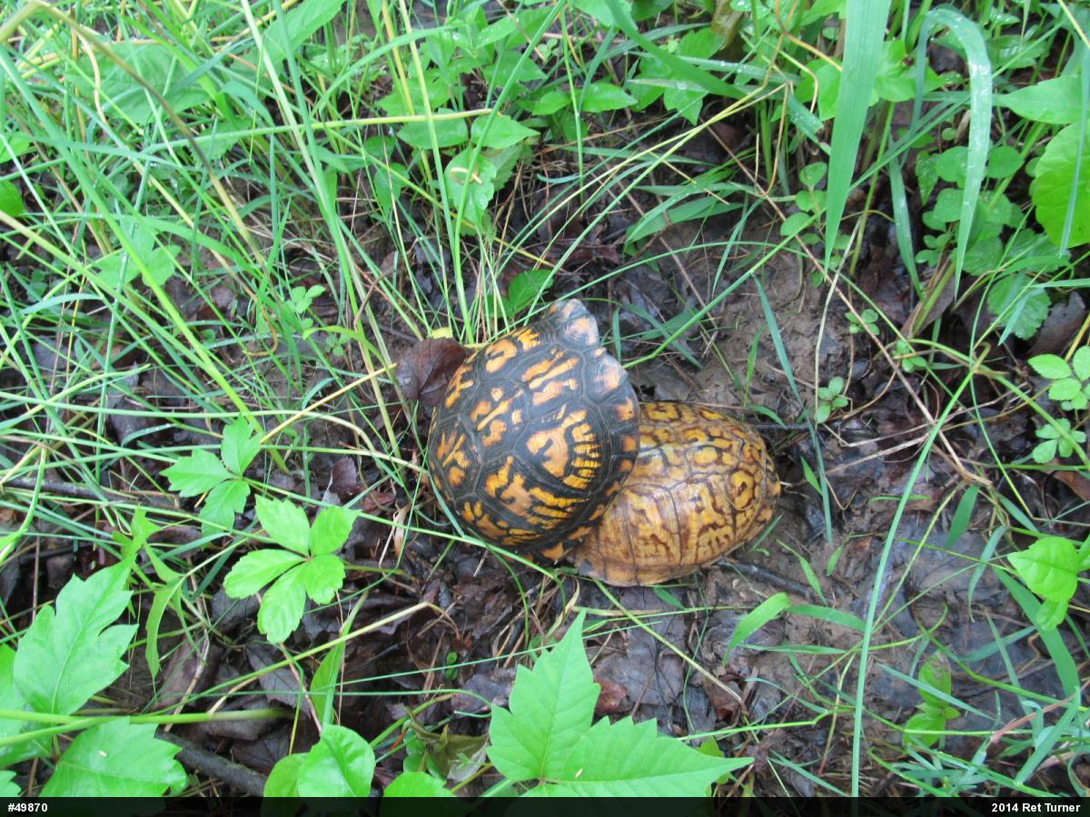 Eastern Box Turtle