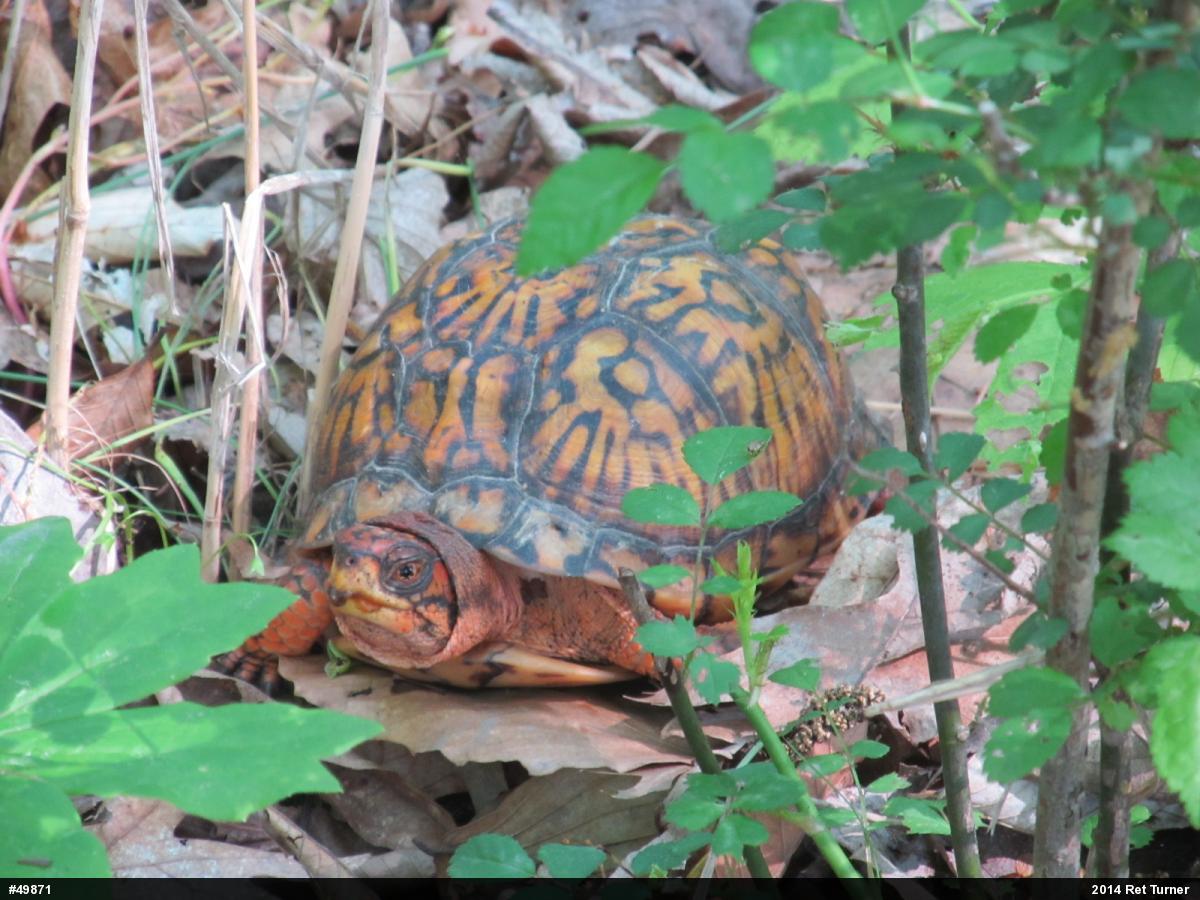 Eastern Box Turtle