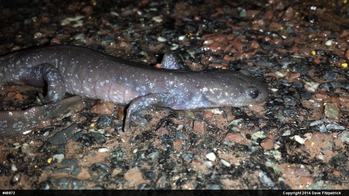 Jefferson Salamander