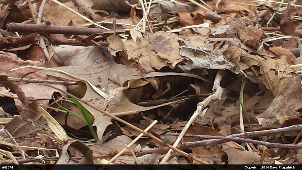 Eastern Gartersnake