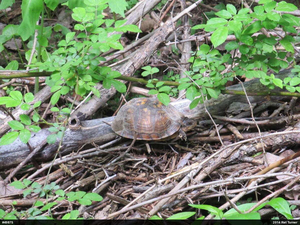 Eastern Box Turtle