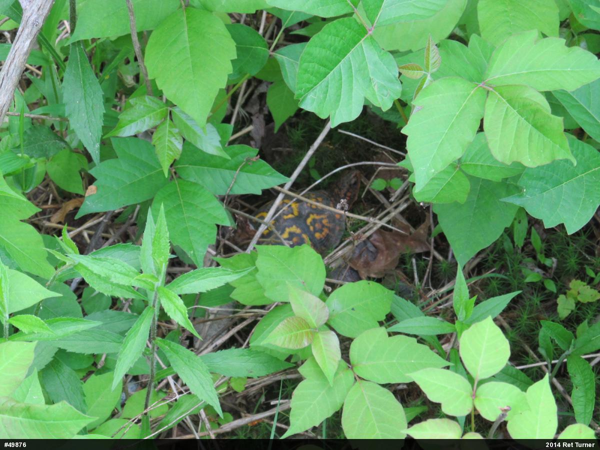 Eastern Box Turtle