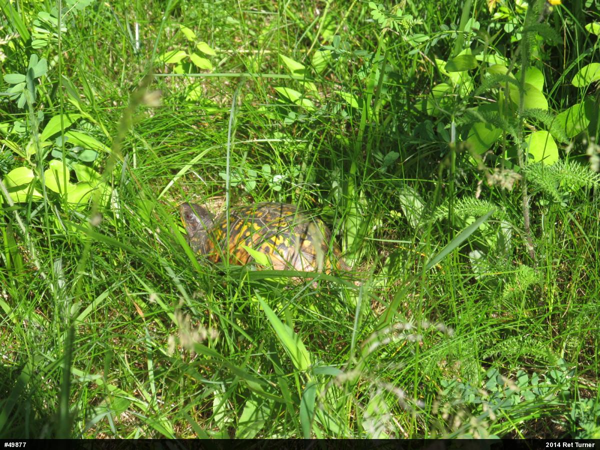 Eastern Box Turtle