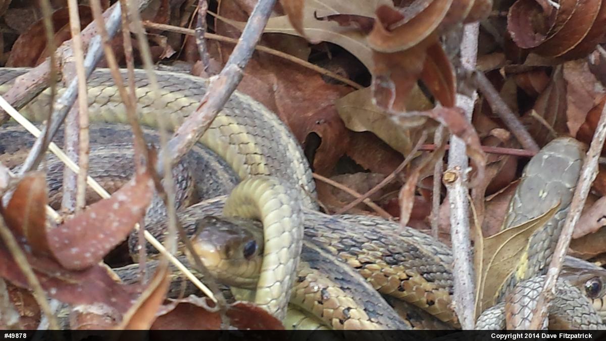 Eastern Gartersnake