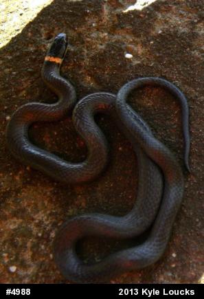 Northern Ring-necked Snake