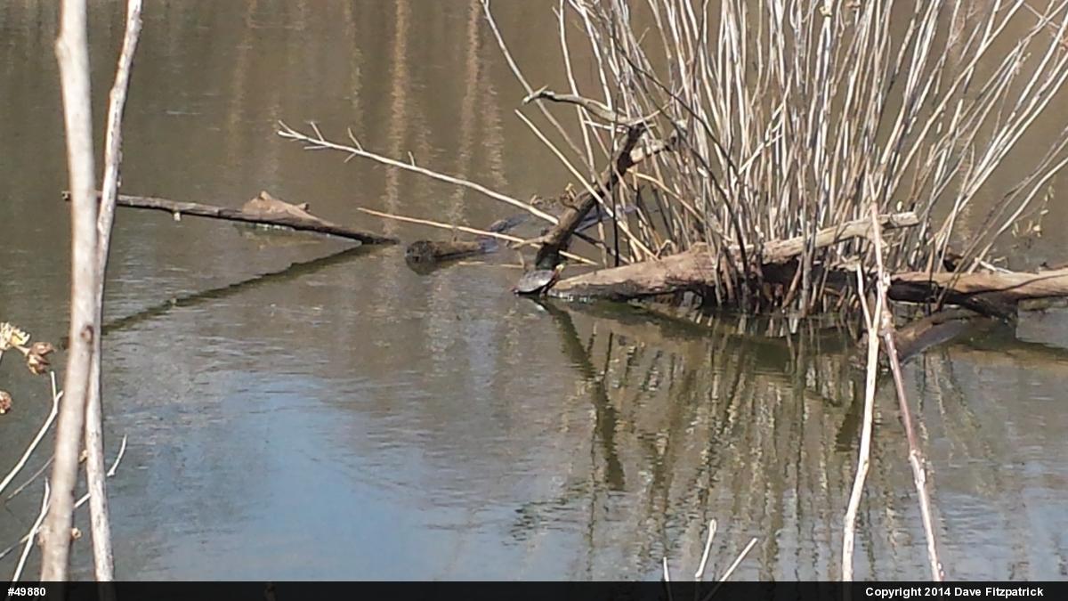Eastern Painted Turtle