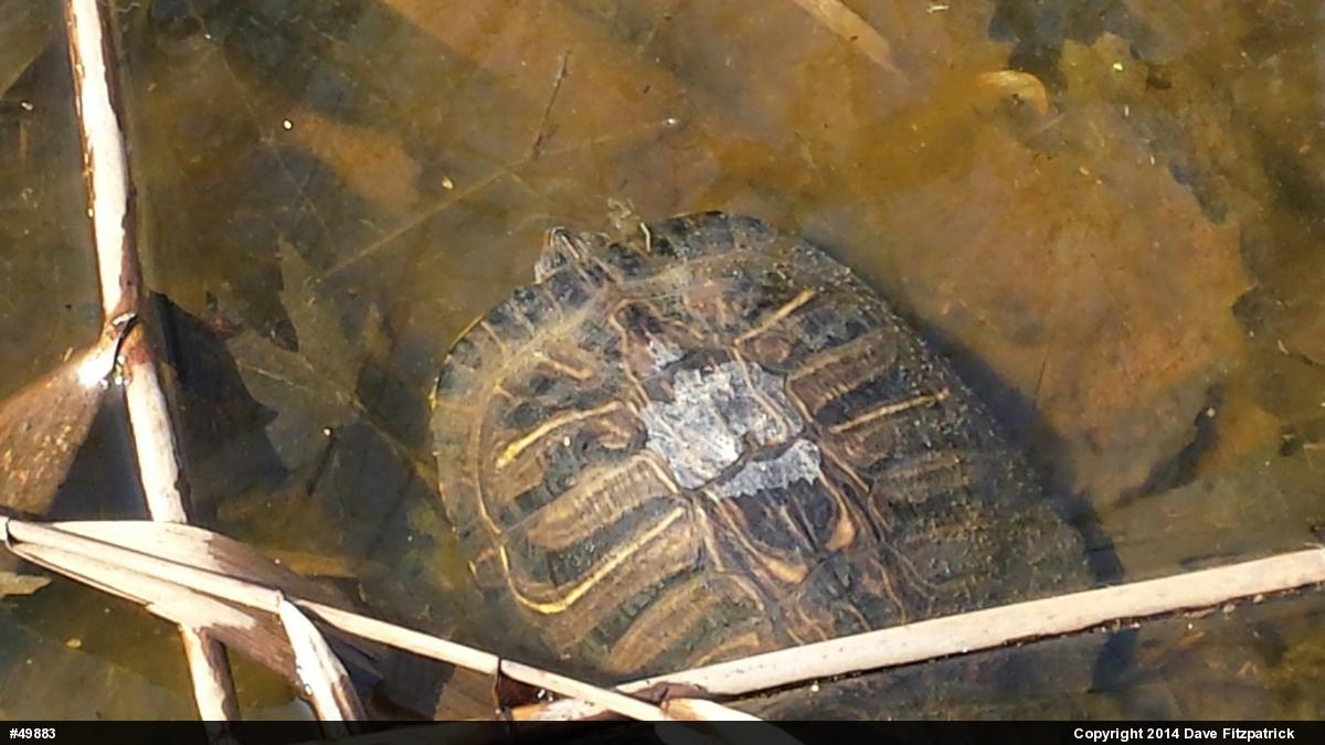 Red-eared Slider