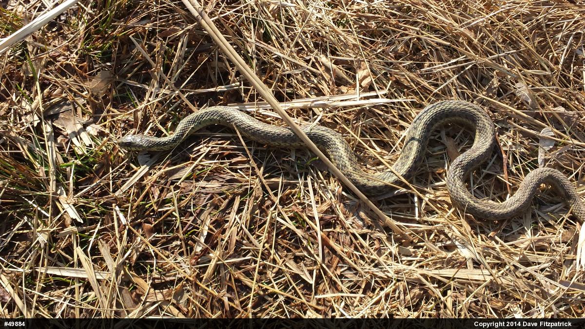 Eastern Gartersnake