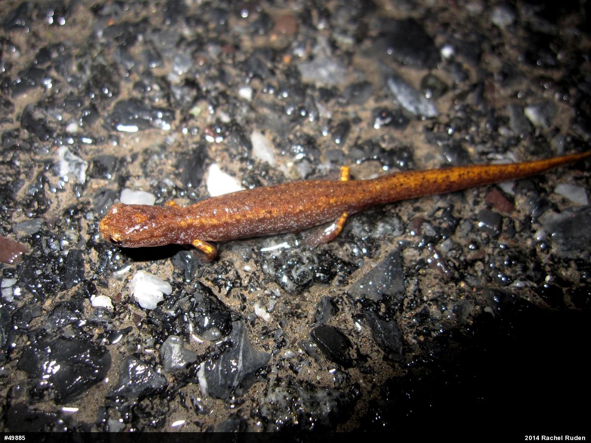 Four-toed Salamander