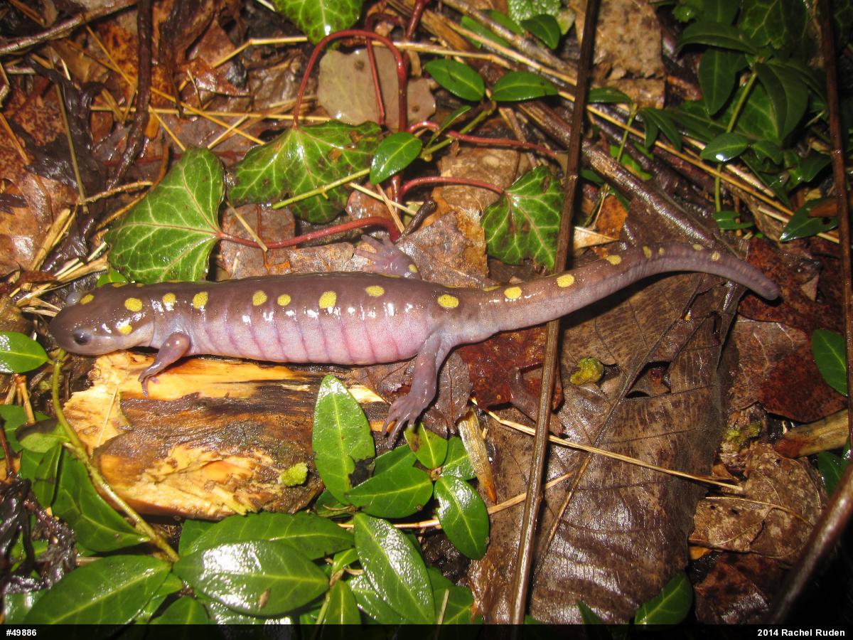 Spotted Salamander