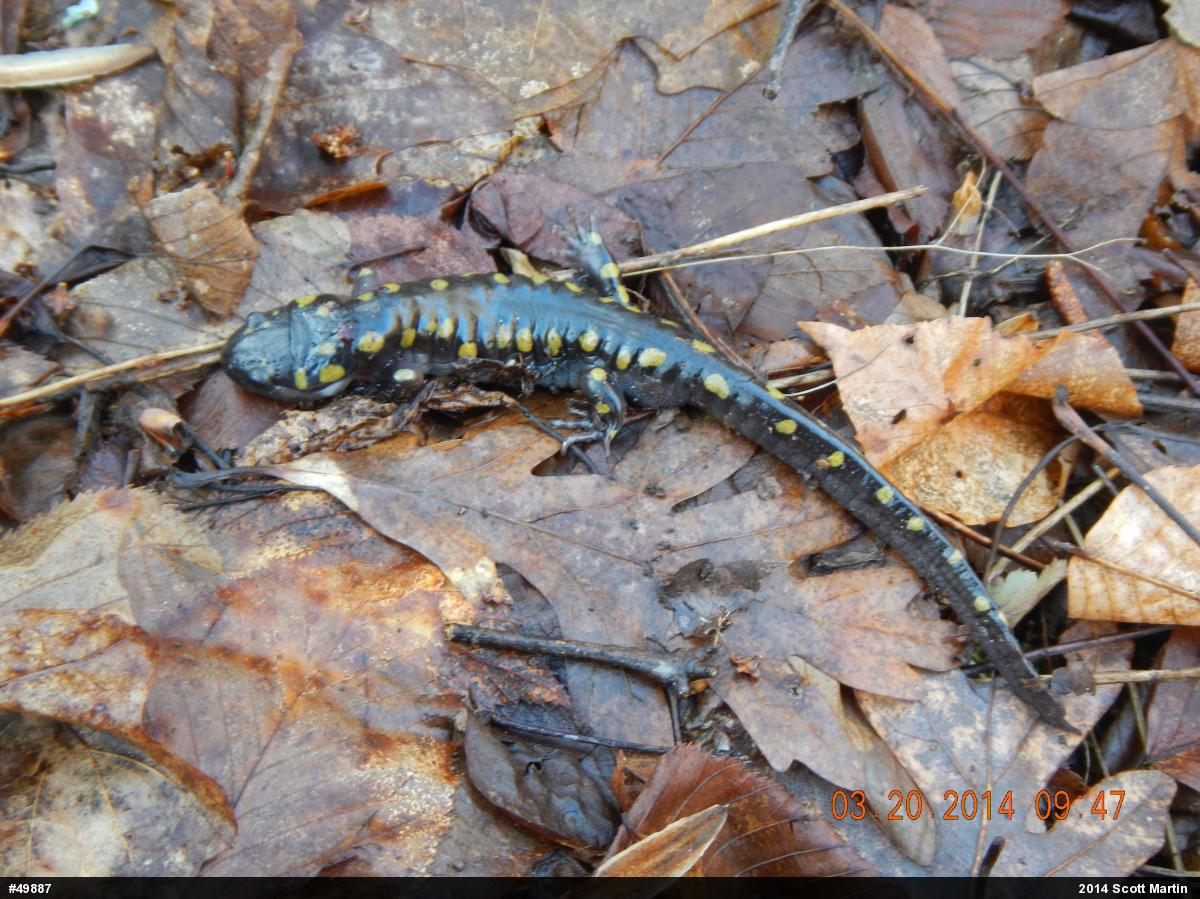 Spotted Salamander