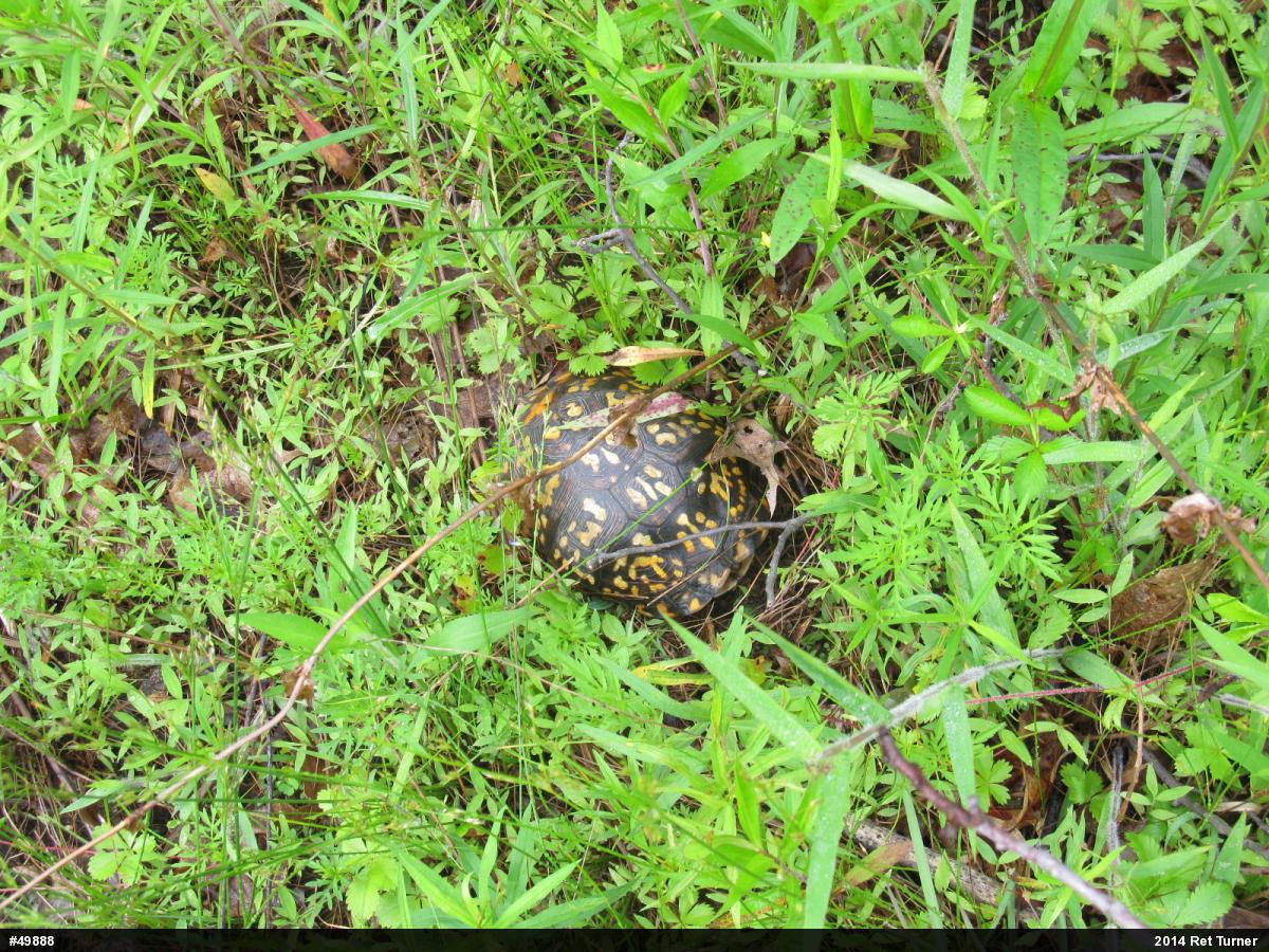 Eastern Box Turtle