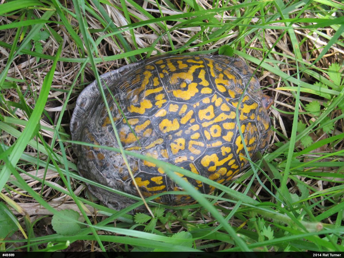 Eastern Box Turtle