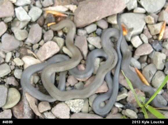 Northern Ring-necked Snake
