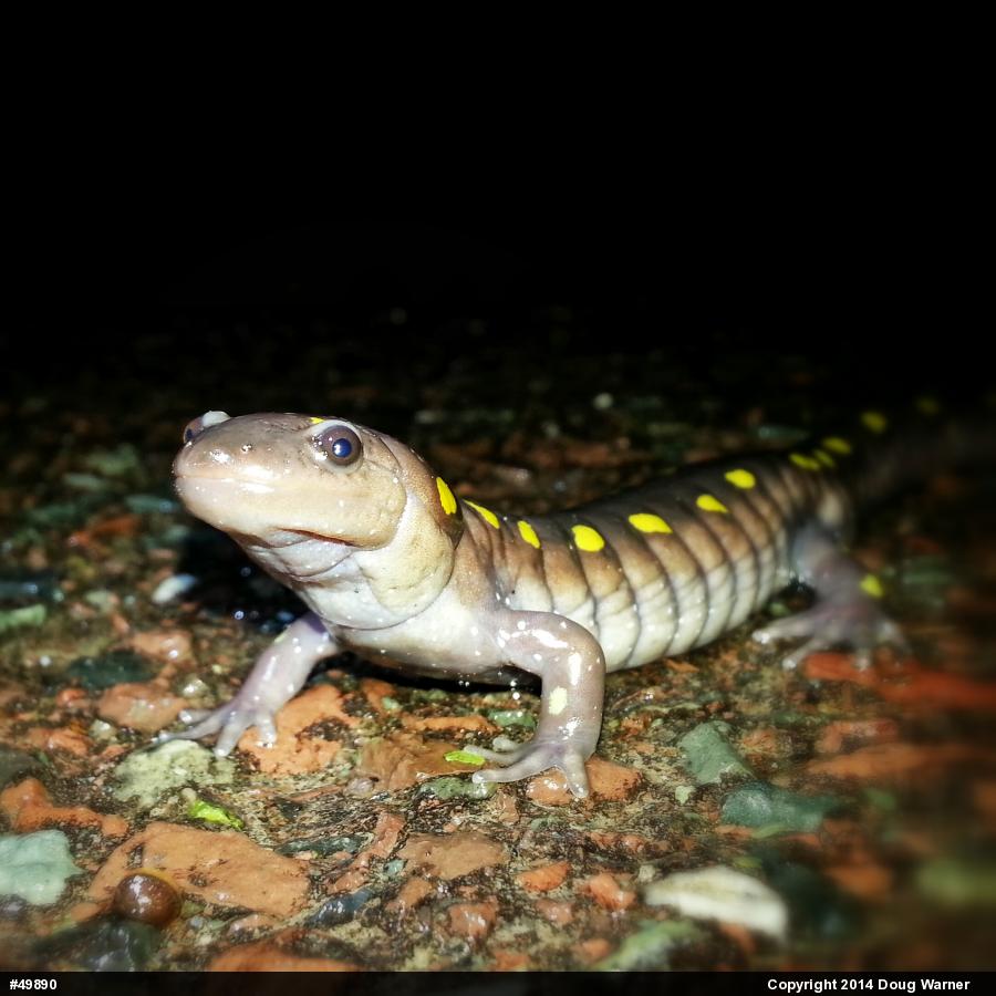 Spotted Salamander