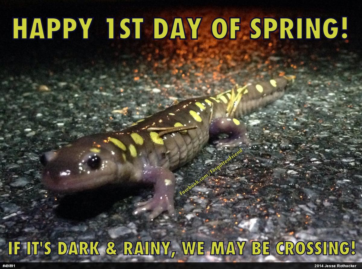 Spotted Salamander