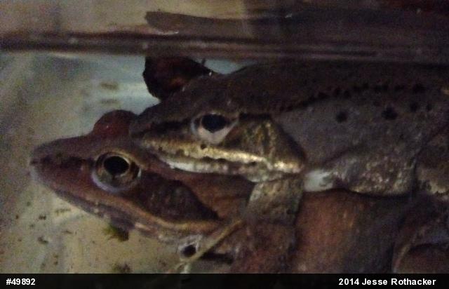 Wood Frog