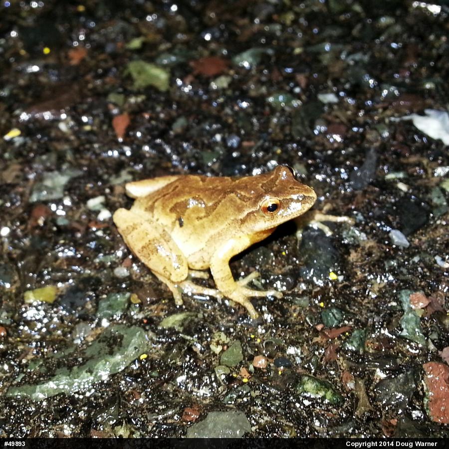 Spring Peeper