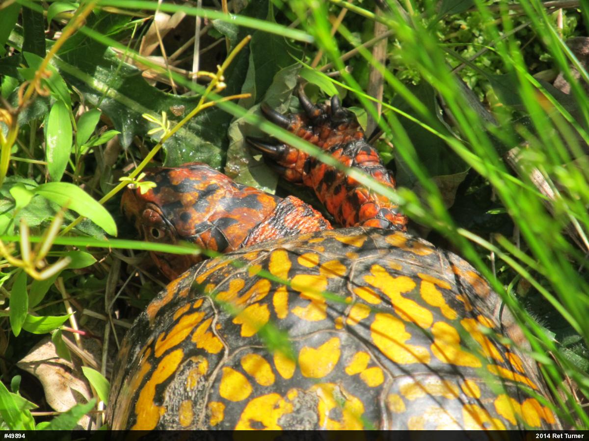 Eastern Box Turtle