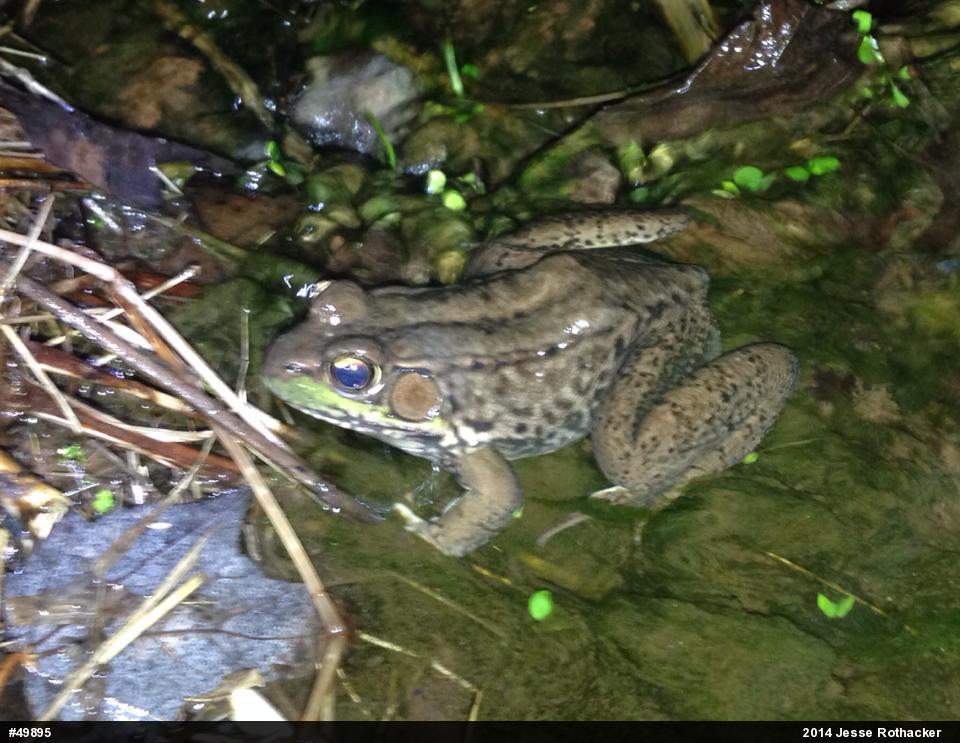 Green Frog