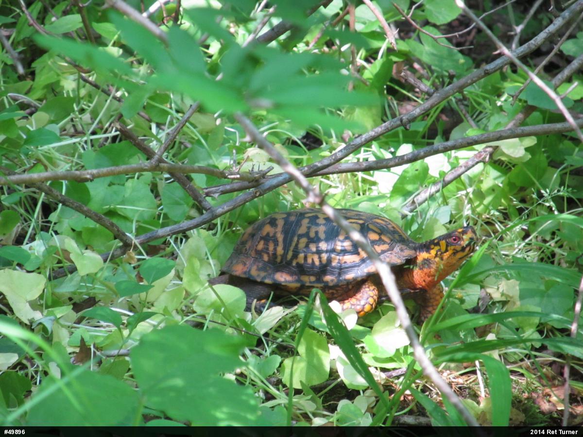 Eastern Box Turtle