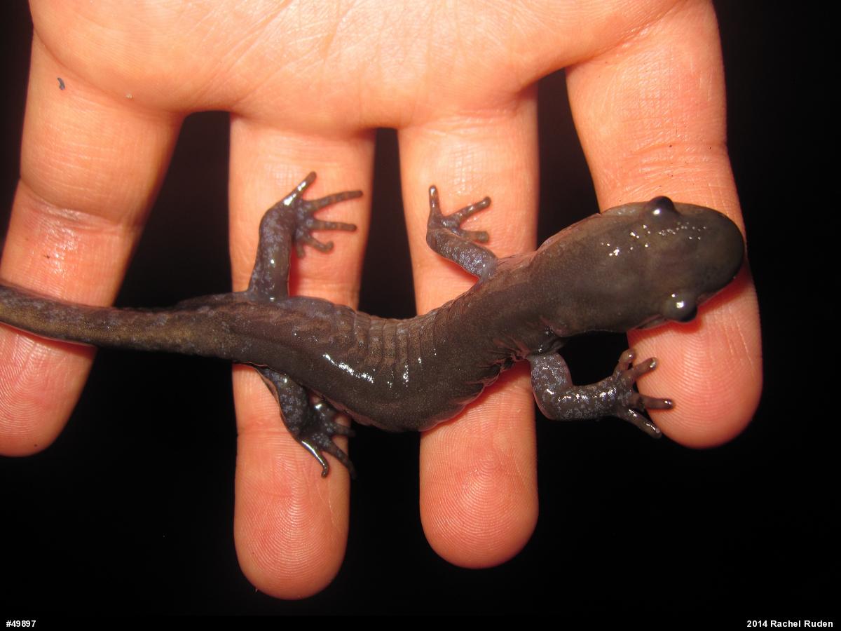 Jefferson Salamander