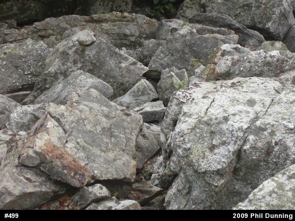 Common Five-lined Skink