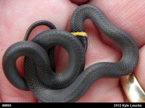 Northern Ring-necked Snake