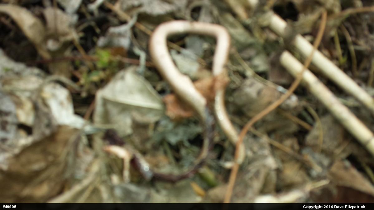 Dekay's Brownsnake