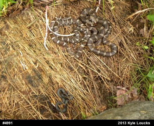 Northern Ring-necked Snake
