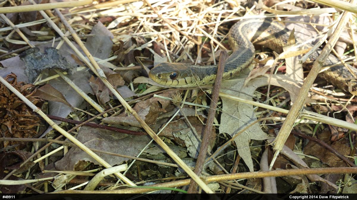 Eastern Gartersnake