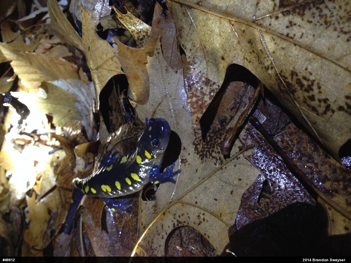 Spotted Salamander