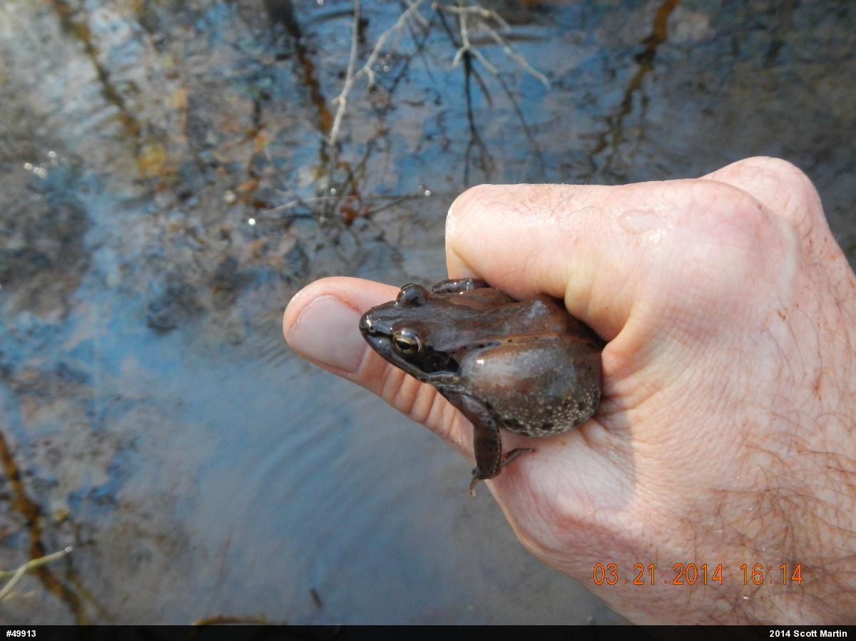 Wood Frog