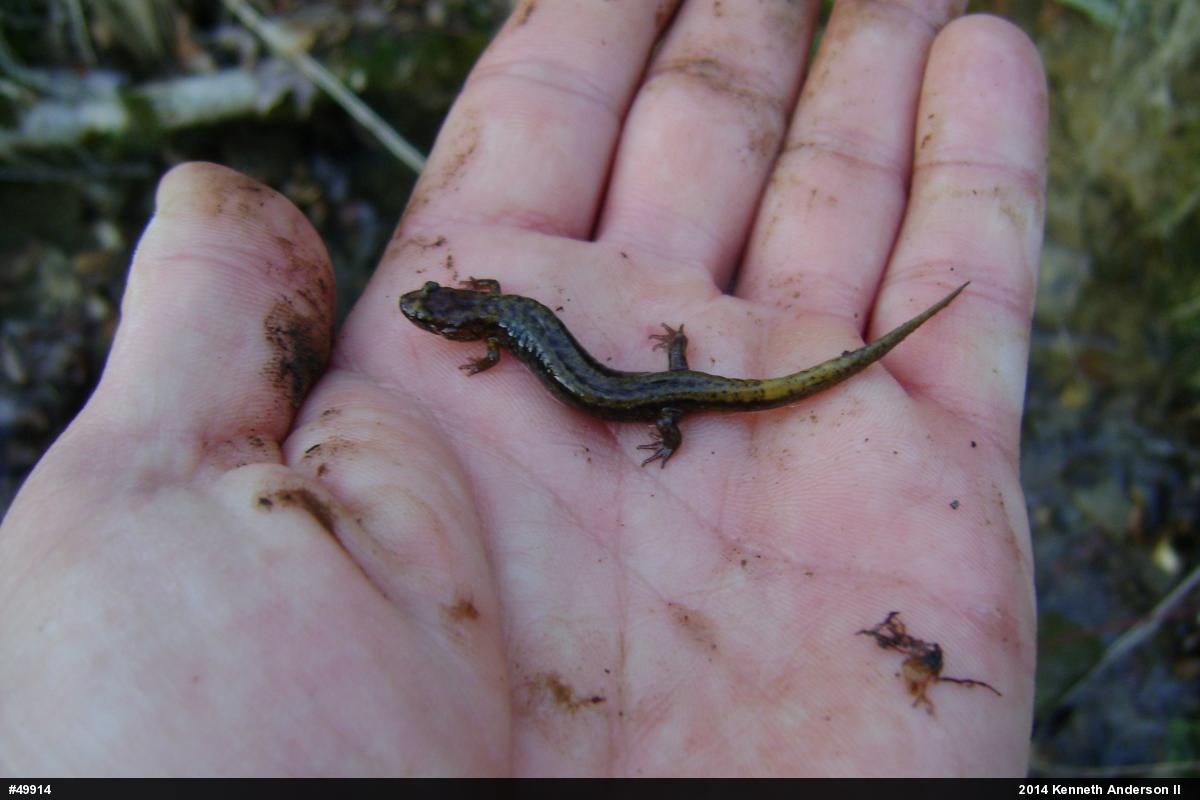 Allegheny Mountain Dusky Salamander