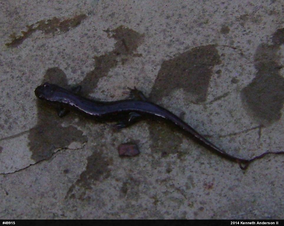 Dusky Salamanders