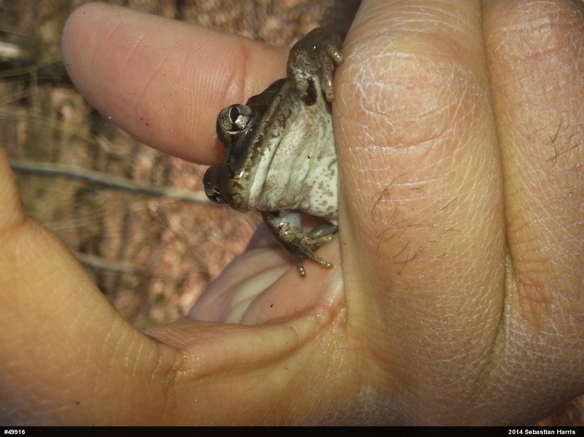 Wood Frog
