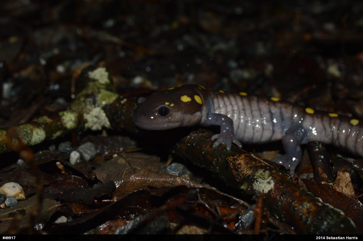 Spotted Salamander