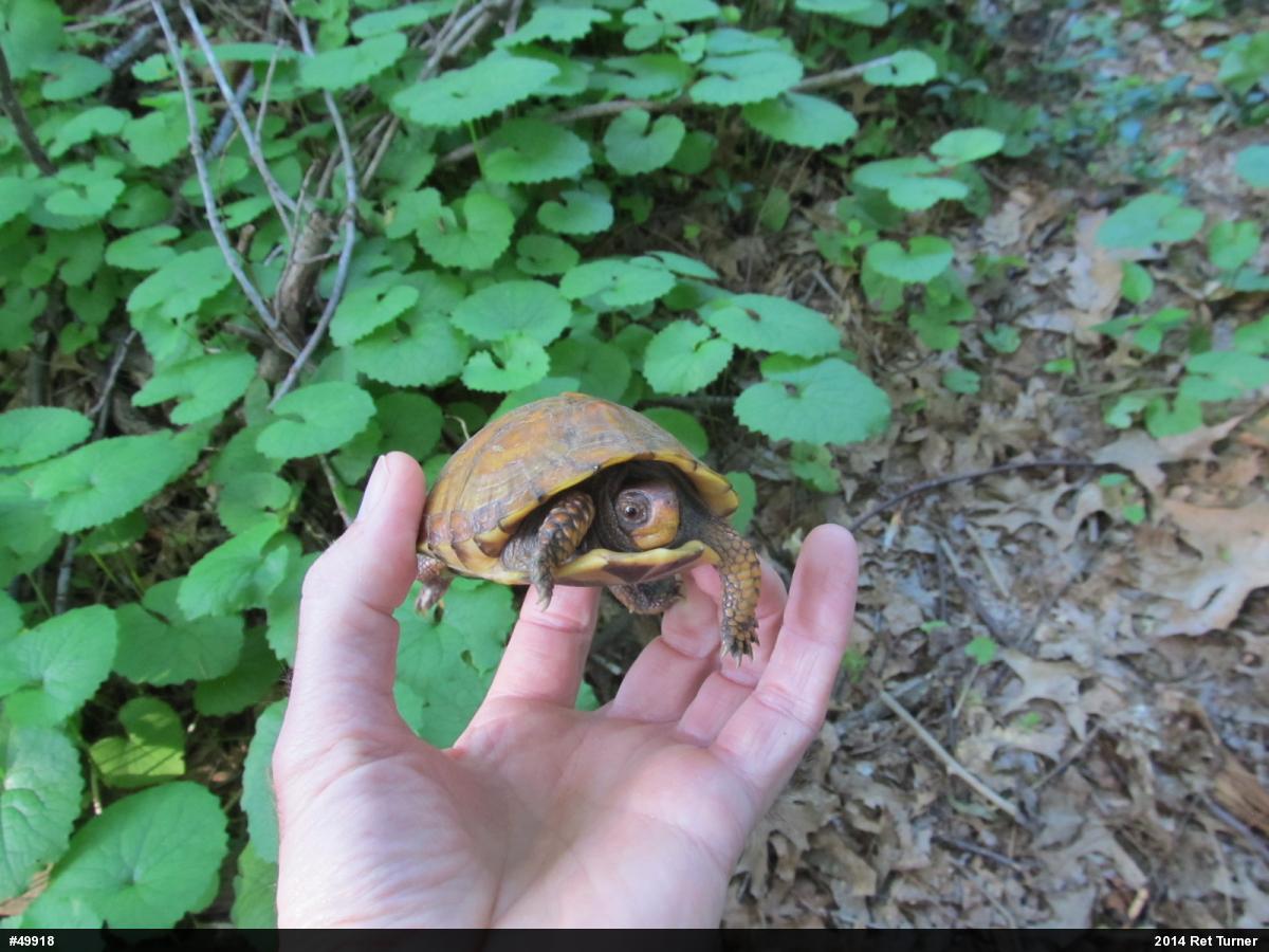 Eastern Box Turtle