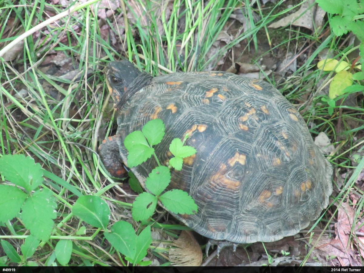 Eastern Box Turtle