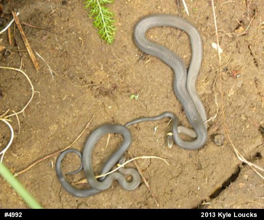 Northern Ring-necked Snake