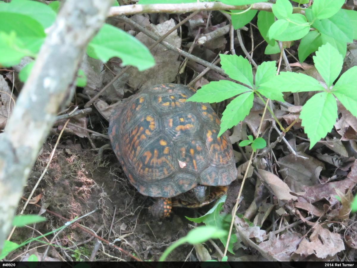 Eastern Box Turtle