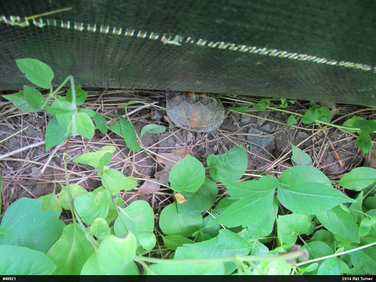 Eastern Box Turtle