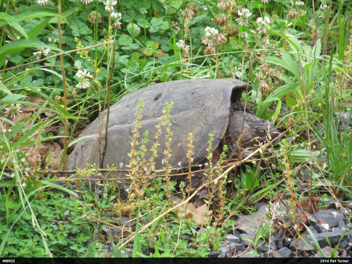 Snapping Turtle