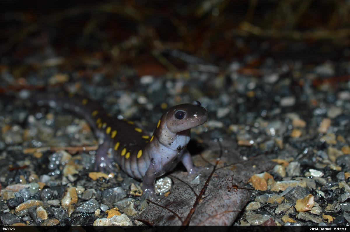 Spotted Salamander