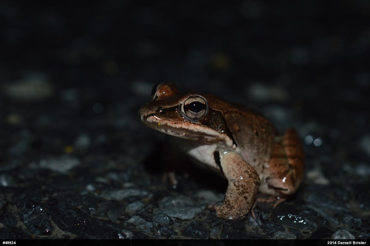 Wood Frog