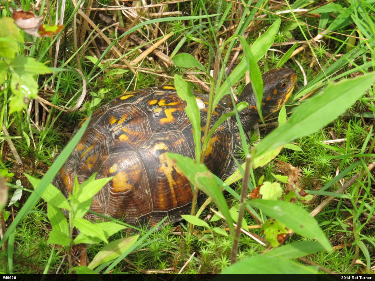 Eastern Box Turtle